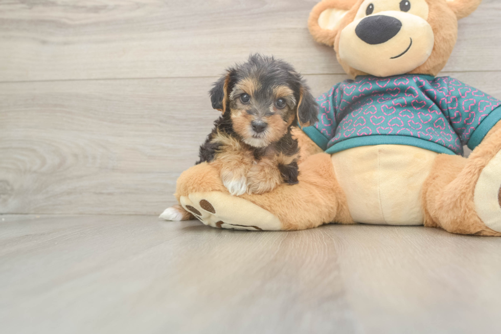 Best Yorkie Poo Baby