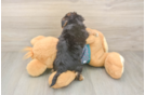 Petite Yorkie Poo Poodle Mix Pup