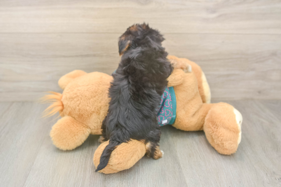 Petite Yorkie Poo Poodle Mix Pup