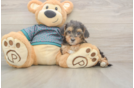 Yorkie Poo Puppy for Adoption