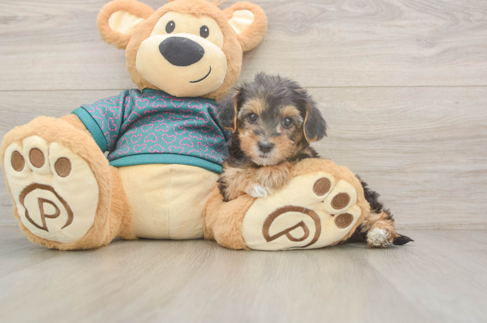 6 week old Yorkie Poo Puppy For Sale - Seaside Pups