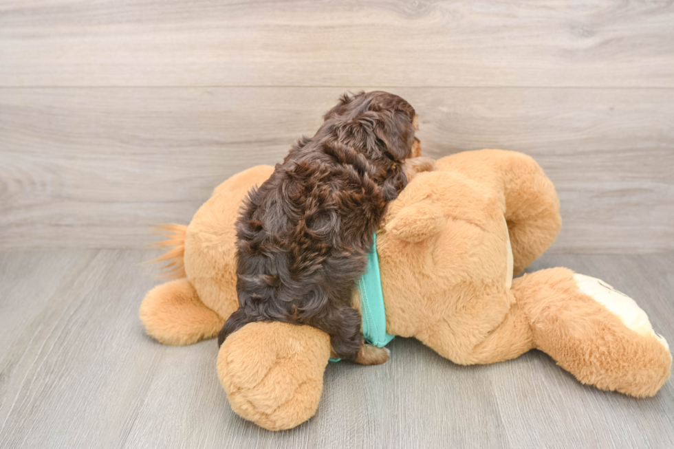 Yorkie Poo Pup Being Cute