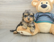 7 week old Yorkie Poo Puppy For Sale - Seaside Pups