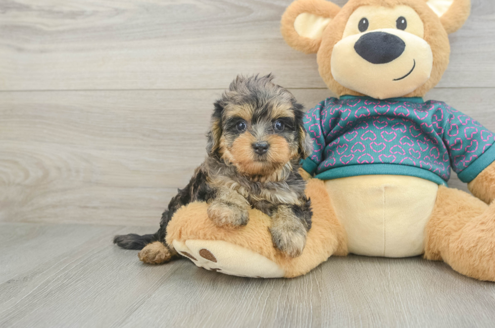 5 week old Yorkie Poo Puppy For Sale - Seaside Pups