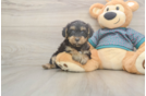 Yorkie Poo Pup Being Cute