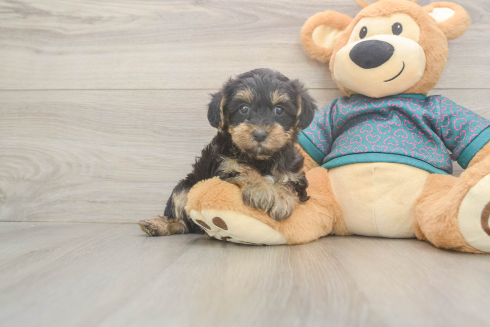 Yorkie Poo Pup Being Cute