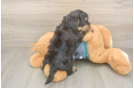 Best Yorkie Poo Baby