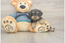 Best Yorkie Poo Baby