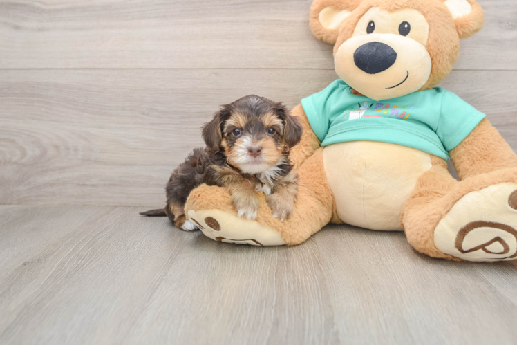 Yorkie Poo Puppy for Adoption