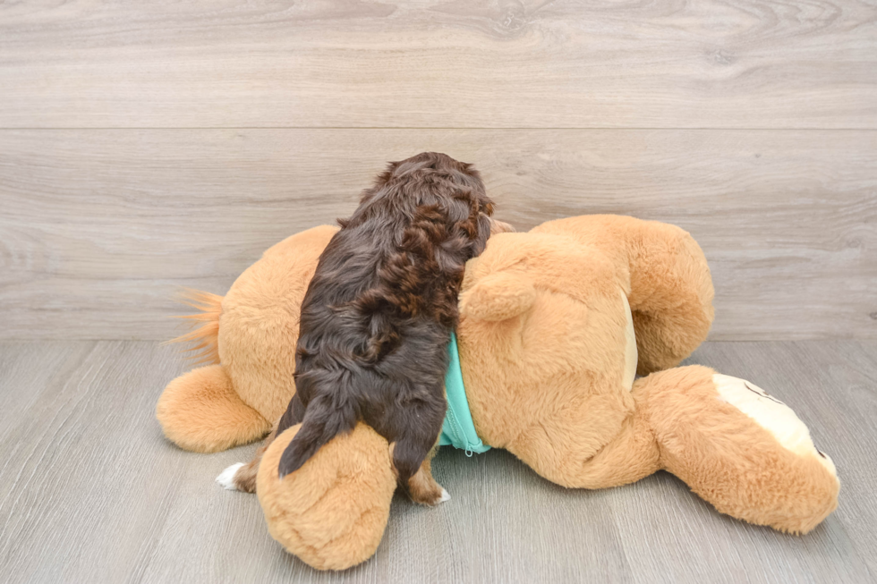 Adorable Yorkiedoodle Poodle Mix Puppy