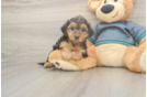 Yorkie Poo Pup Being Cute