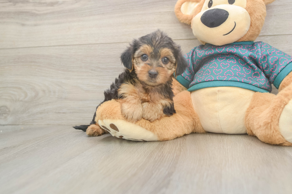 Yorkie Poo Pup Being Cute
