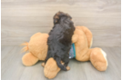 Petite Yorkie Poo Poodle Mix Pup