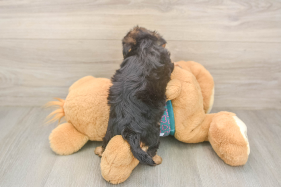 Petite Yorkie Poo Poodle Mix Pup