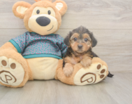 8 week old Yorkie Poo Puppy For Sale - Seaside Pups