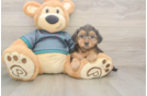 Energetic Yorkipoo Poodle Mix Puppy