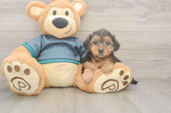 Energetic Yorkipoo Poodle Mix Puppy