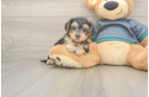 Yorkie Poo Puppy for Adoption
