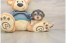 Best Yorkie Poo Baby