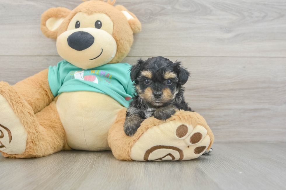 5 week old Yorkie Poo Puppy For Sale - Seaside Pups