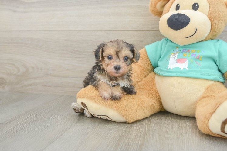 Petite Yorkie Poo Poodle Mix Pup