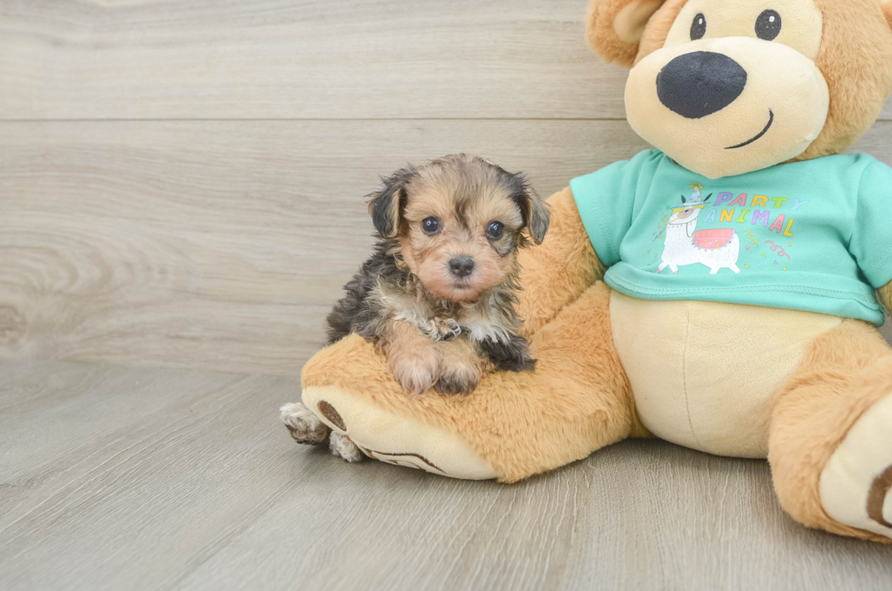 5 week old Yorkie Poo Puppy For Sale - Seaside Pups