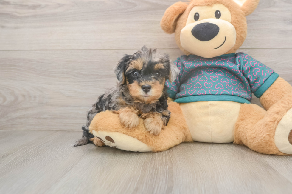 5 week old Yorkie Poo Puppy For Sale - Seaside Pups