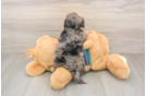 Best Yorkie Poo Baby