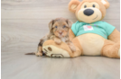Cute Yorkie Poo Baby