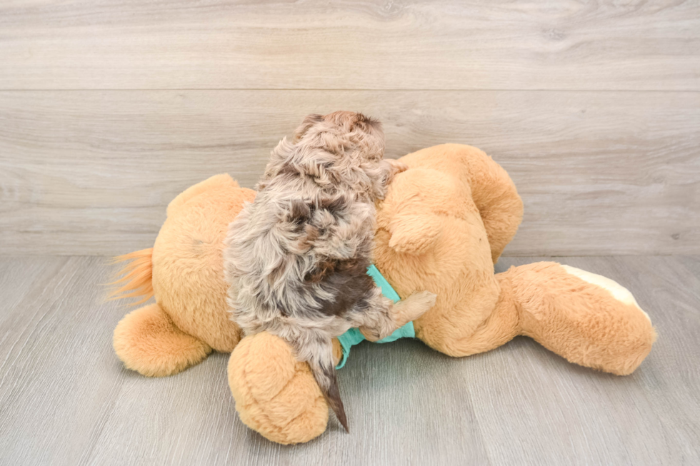 Popular Yorkie Poo Poodle Mix Pup