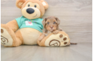 Happy Yorkie Poo Baby