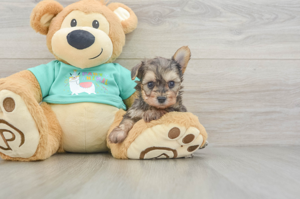 5 week old Yorkie Poo Puppy For Sale - Seaside Pups