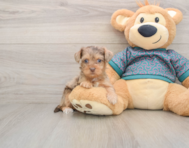 8 week old Yorkie Poo Puppy For Sale - Seaside Pups