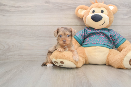 Little Yorkie Poodle Mix Poodle Mix Puppy