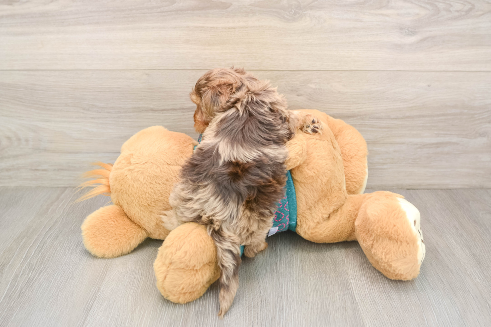 Yorkie Poo Puppy for Adoption