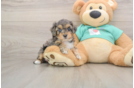 Yorkie Poo Puppy for Adoption