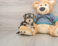 7 week old Yorkie Poo Puppy For Sale - Seaside Pups