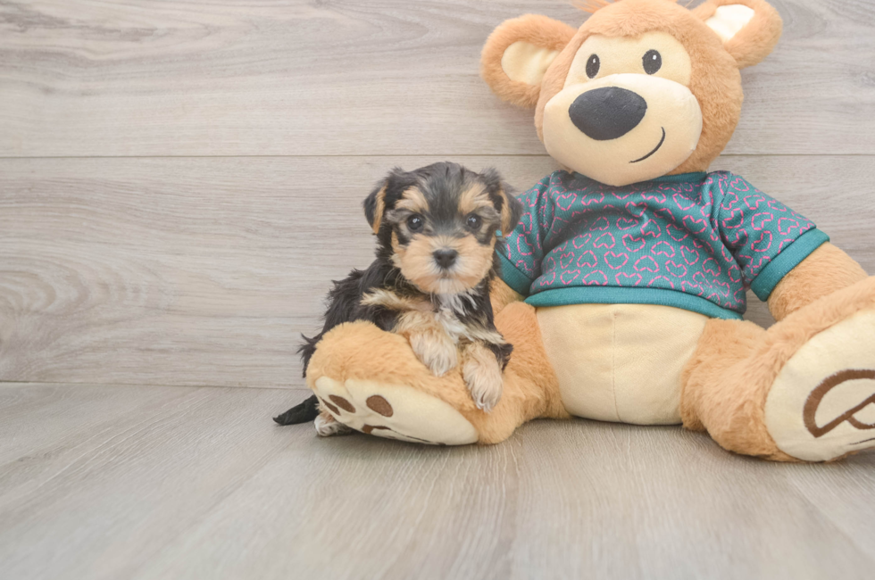 5 week old Yorkie Poo Puppy For Sale - Seaside Pups
