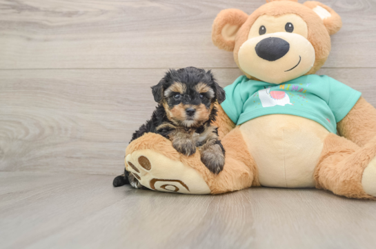 Funny Yorkie Poo Poodle Mix Pup