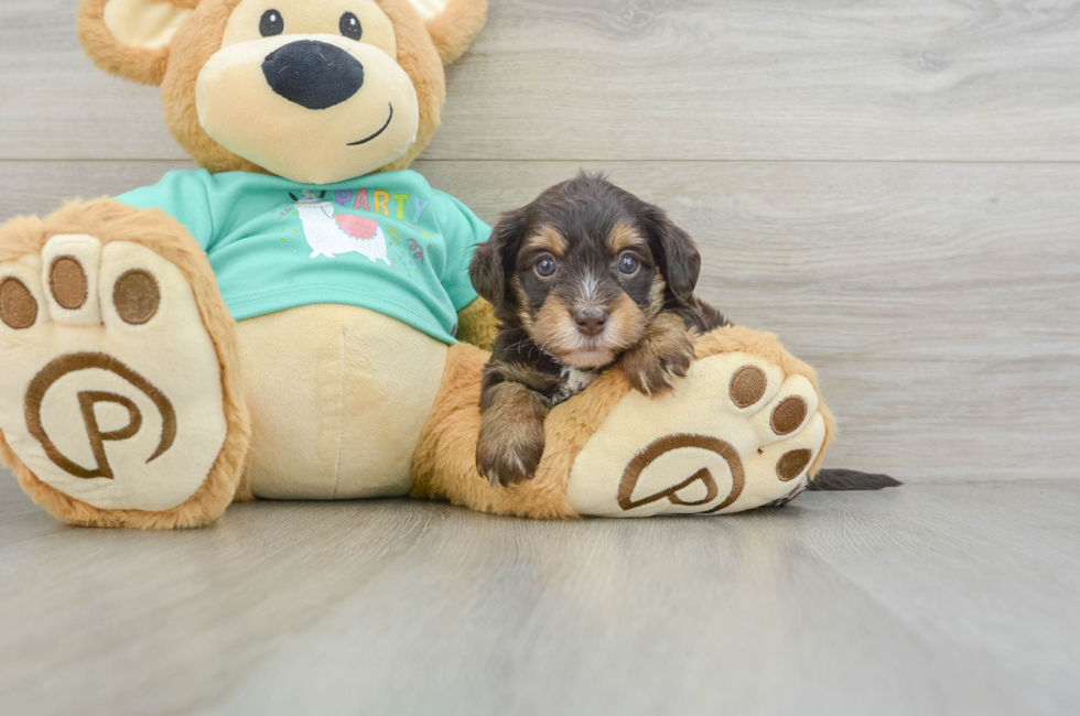 6 week old Yorkie Poo Puppy For Sale - Seaside Pups