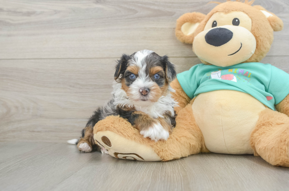 5 week old Yorkie Poo Puppy For Sale - Seaside Pups