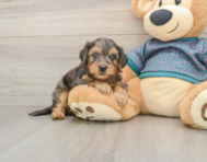 9 week old Yorkie Poo Puppy For Sale - Seaside Pups