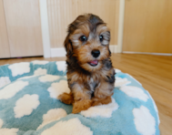 10 week old Yorkie Poo Puppy For Sale - Seaside Pups