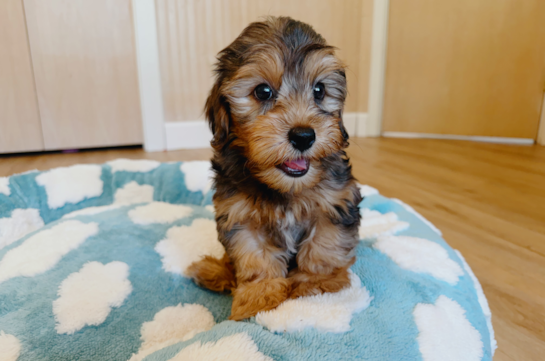 Cute Yorkie Poodle Mix Poodle Mix Puppy