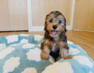 10 week old Yorkie Poo Puppy For Sale - Seaside Pups