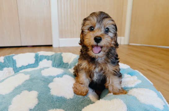 Cute Yorkie Poo Baby