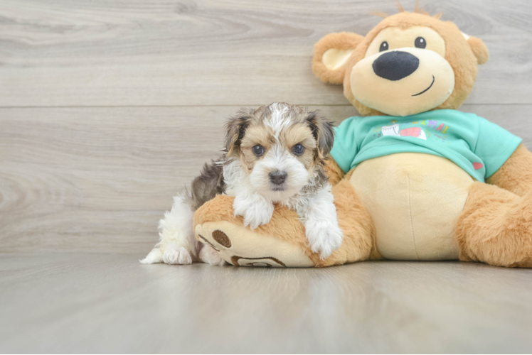 Funny Yorkie Poo Poodle Mix Pup