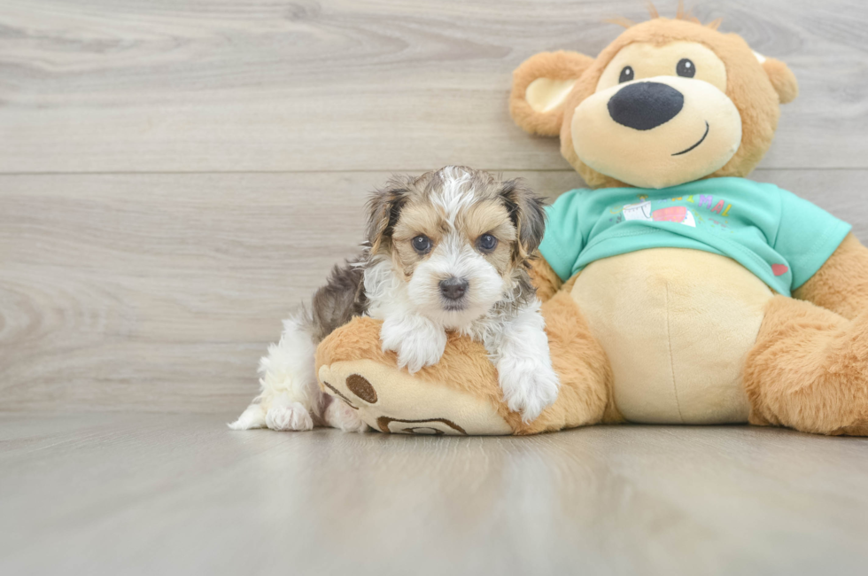 5 week old Yorkie Poo Puppy For Sale - Seaside Pups