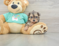 5 week old Yorkie Poo Puppy For Sale - Seaside Pups