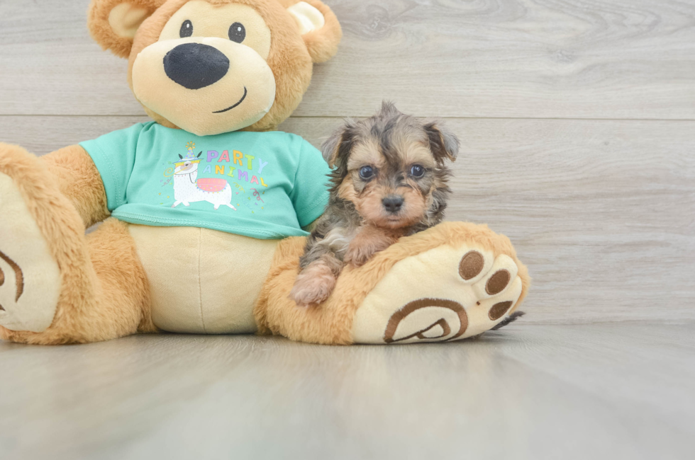 5 week old Yorkie Poo Puppy For Sale - Seaside Pups